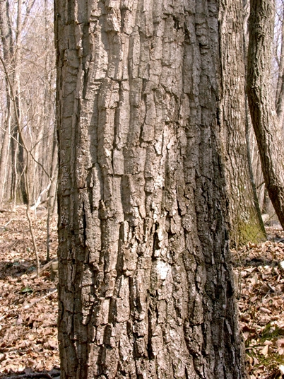 {Quercus montana}